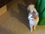 Punk explores her new surrounding--carefully avoiding the ceiling fan