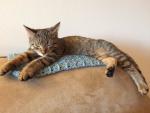 Hazelnut dreams of her favorite toy--a packing peanut