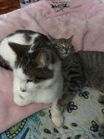 Jasper snuggling with big brother Oliver (who loves it, despite playing it cool)