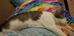 Beatrice, the queen, taking a snooze after a hard day of ruling and playing