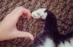 Person's hand and a cat's paw making a heart shape. Instagram toned effect.