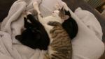Beerus wonders why his bed is so lumpy...and sometimes move