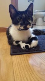 Scamp seems right at home trying to decide what kind of mischief to get into next!