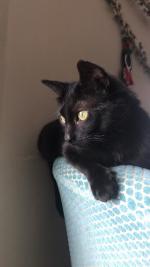 Nebula has already found some favorite perches