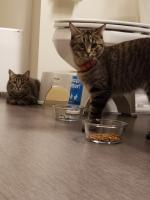 Mia and Tia in a moment of calm in the bathroom. They're having too much fun in their new fur-ever home to sit still for photos!