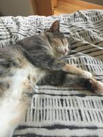 Willow doesn't dream much anymore since she's found the fur-ever home she always dreamed of!