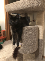 Luna is now in charge of the cat tree. Do you have an appointment?