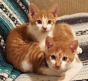Two kittens cuddling