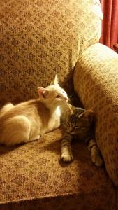 Queso & Aria staking their claims on the couch