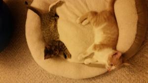 Aria & Queso loving their new cat bed
