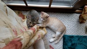 A perfect hiding spot--behind the curtains!