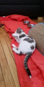 Tycho hanging out in his room, playing with a toy.