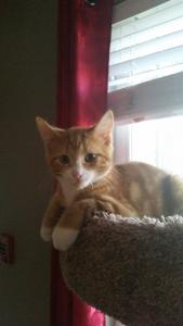 Gomez sits way up high in the cat tree--Mom, come help me down!