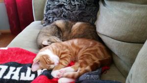 Gomez napping with his big sister Maddie