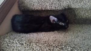 Under the stair make a perfect hiding place for little Hermie.