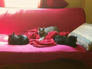 Cipher hanging out with his new family, having some quality couch time