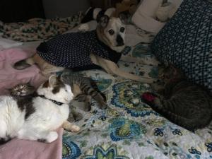 Freely (dog) and Oliver (white cat) assess their new family members--Jasper (behind Oliver) & Junior (right)