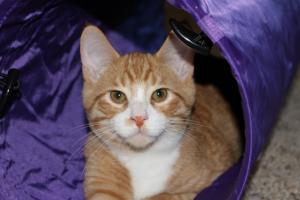 Noodlez having fun in a purple tube