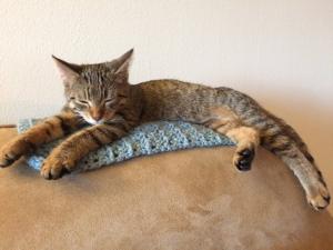 Hazelnut dreams of her favorite toy--a packing peanut