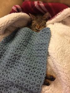 Hazel's all tucked in for a good cat nap