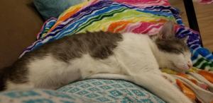Beatrice, the queen, taking a snooze after a hard day of ruling and playing