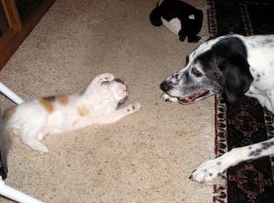 Zuzu playing with her dog friend Stan