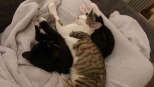 Beerus wonders why his bed is so lumpy...and sometimes move