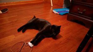 Jet playing with his toy
