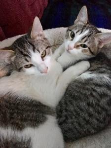Noah & Willow getting some good cuddles in before nap time