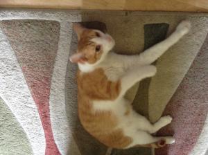 Ellsworth finds a comfortable spot in his new home