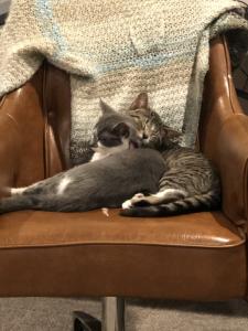 Millie and Myron doing some cuddles and some snoozes.