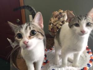 Willow & Noah waiting intently for dinner time