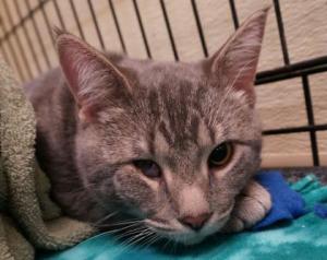 Petey waiting to go to his furr-ever home