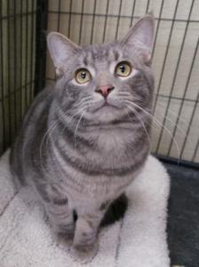 How can you say no to Rover's big eyes? (Answer: you can't.)