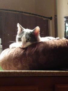 Selena, contemplating a snooze in sun