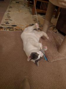 The lure toy--definitely a favorite!