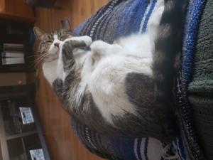 Squid curling up and showing off that fluffy tum