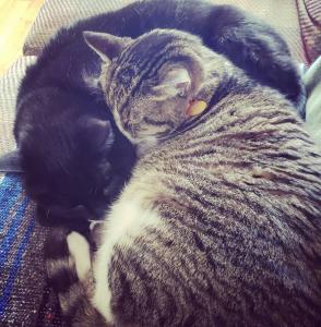 Squid-Bear kitty cuddles