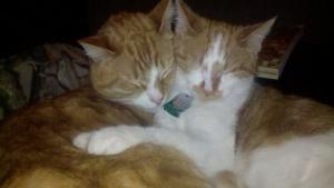 Buster (right) cuddles with his new brother Aidan.