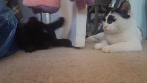 Ziggy gets to know his new sibling Zuzu.
