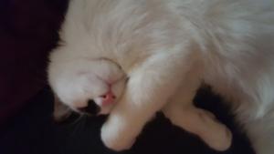 Ziggy thinks the best part about napping is dreaming of your fur-ever home and then waking up and IT'S REAL!