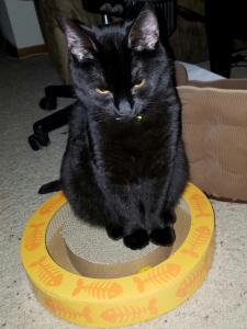 Ib deep in thought about how much she lover her new fur-ever home.