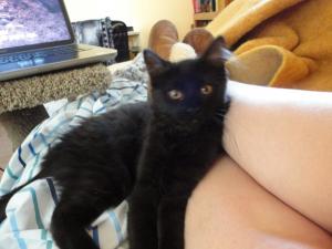 Ripley finds a nice human to rest on in her fur-ever home.