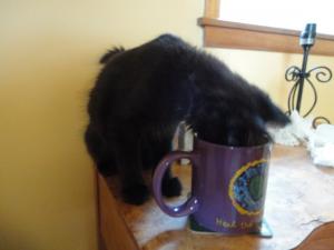 Ripley hopes to find a little cat-ppucino for a pick-me-up.