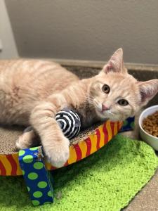 Rupert enjoys all of the comforts of his new home.