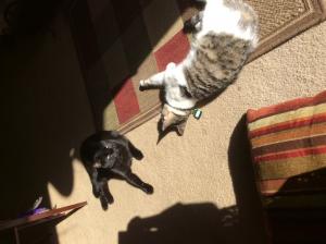 Dolly and her big brother Oliver sunbathing together.