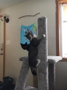 Fane (gray tabby) and Fisk (black cat) are caught in the act of having too much fun!