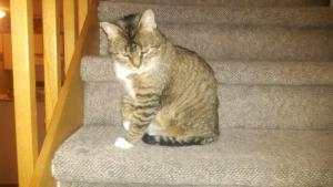 Cindy wonders how comfortable a nap on the stairs would be.