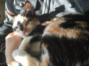 Smudge snoozing in sunbeams.