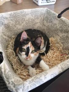 A perfectly Smudge-sized bed!